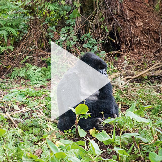 MOUNTAIN GORILLA TREKKING