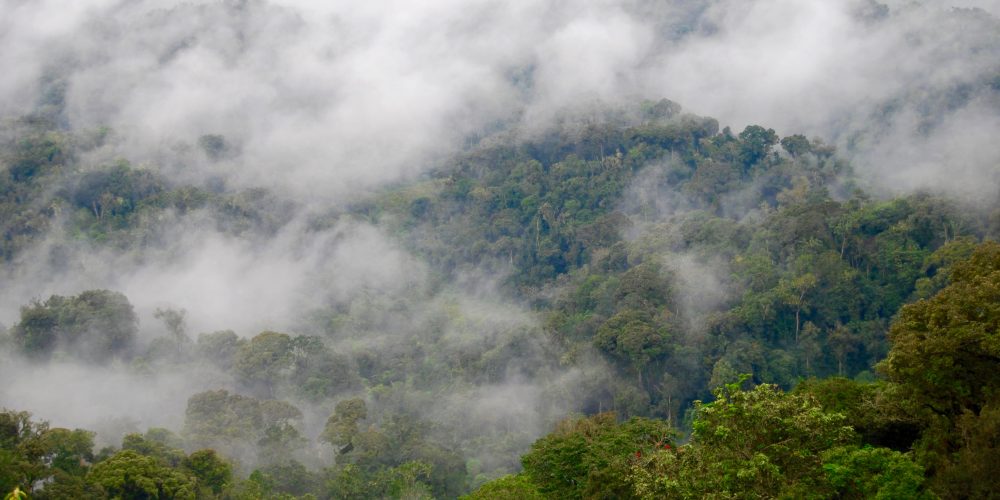 Nyungwe Rainforest