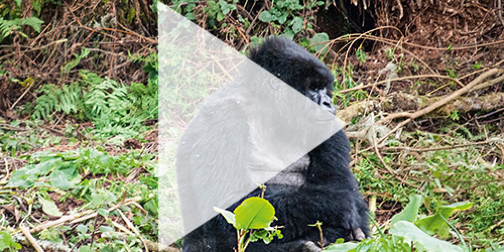 MOUNTAIN GORILLA TREKKING